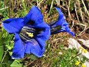 30 Gentiana clusii (Genziana di Clusius) 